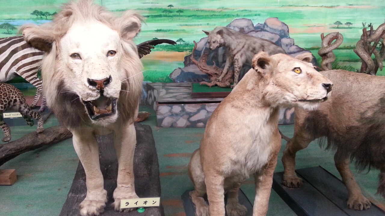 ライオン.jpg