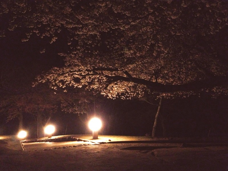 夜桜2.jpg